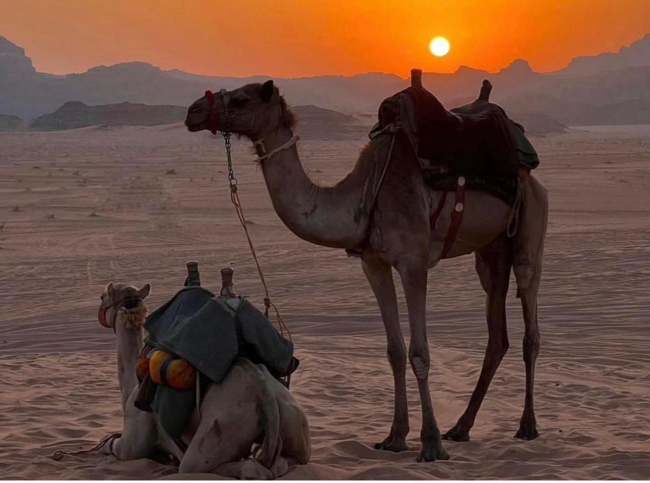 Desert Bedouin Adventure Otel Ram Vadisi Dış mekan fotoğraf